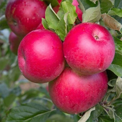 Яблоня РОЖДЕСТВЕНСКОЕ в Владивостоке