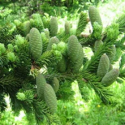 Пихта белая в Владивостоке