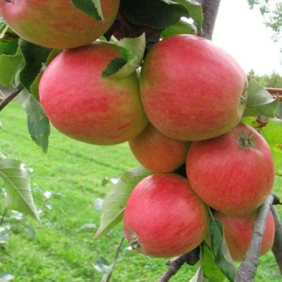 Яблоня ПИККОЛО в Владивостоке