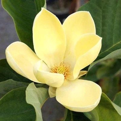 Магнолия ЕЛЛОУ ЛАНТЕРН в Владивостоке