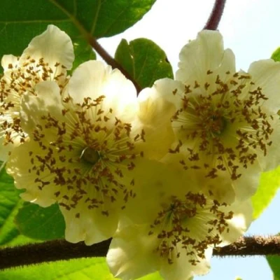 Актинидия АТЛАС (МУЖСКОЙ) в Владивостоке