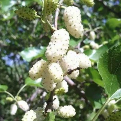 Шелковица БЕЛАЯ МЕДОВАЯ в Владивостоке