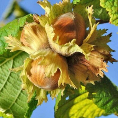 Фундук ТОНДА РОМАНА в Владивостоке