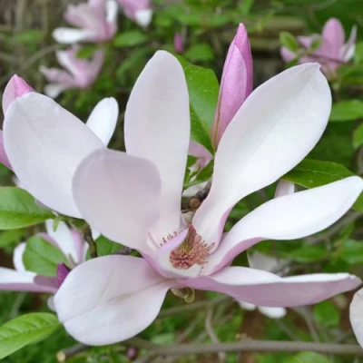 Магнолия ДЖОРДЖ ГЕНРИ КЕРН в Владивостоке