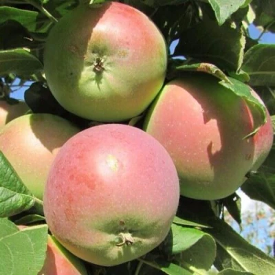 Яблоня МОСКОВСКОЕ ЗИМНЕЕ в Владивостоке