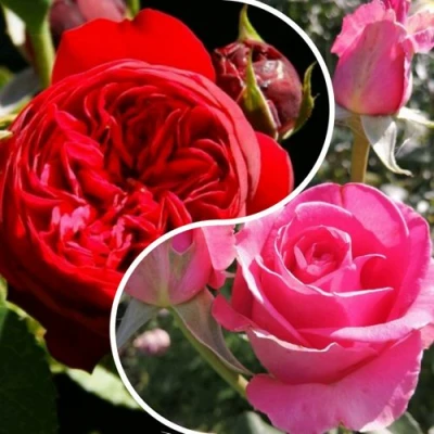 Комплект РОМАНТИЧЕСКИЙ БУКЕТ в Владивостоке