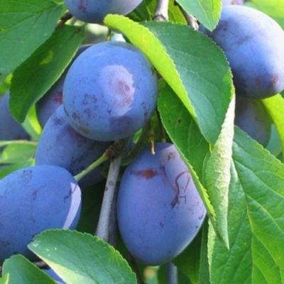 Слива ПЕРДРИГОН в Владивостоке