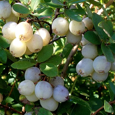 Голубика СНЕГУРОЧКА в Владивостоке