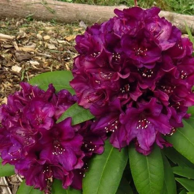 Рододендрон ПОЛАРНАХТ в Владивостоке