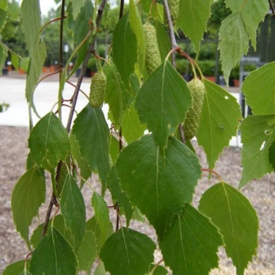 Береза ФАСЦИНЕЙШЕН белая  в Владивостоке