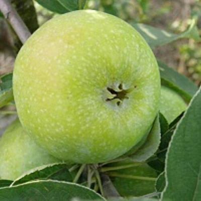 Яблоня РЕНЕТ СИМИРЕНКО в Владивостоке