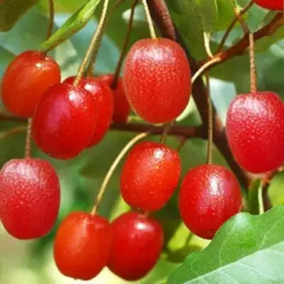 Гуми ТАИСА (ЛОХ МНОГОЦВЕТКОВЫЙ) в Владивостоке