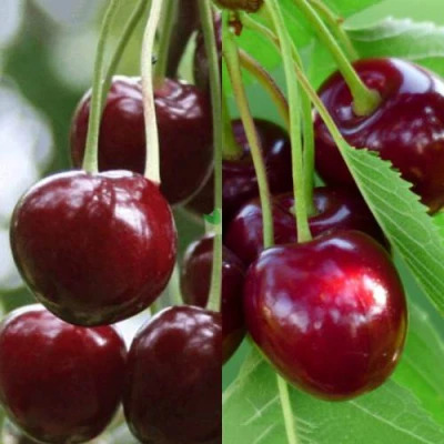 Комплект ВИШНЕВЫЙ ТАНДЕМ в Владивостоке