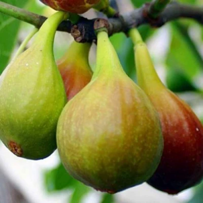 Инжир ДАЛМАТСКИЙ в Владивостоке