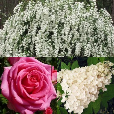 Комплект ВЕЧНАЯ КЛАССИКА в Владивостоке