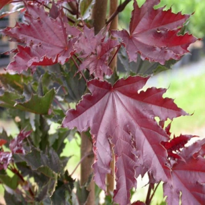 Клен КРИМСОН СЕНТРИ остролистный в Владивостоке