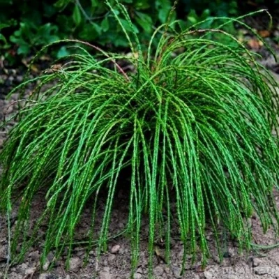 Туя ВИПКОРД складчатая в Владивостоке