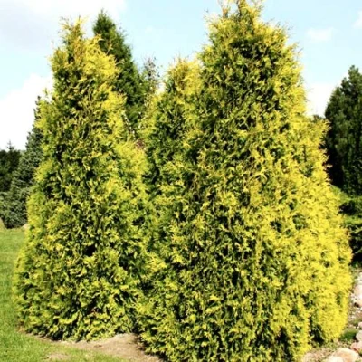 Туя САЛЛАНД западная в Владивостоке