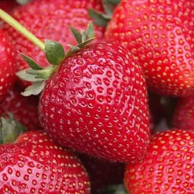 Клубника СЕЛЬВА ремонтантная в Владивостоке