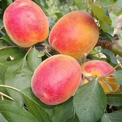 Абрикос ОСОБЕННЫЙ ДЕНИСЮКА в Владивостоке