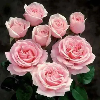 Роза ФРЕДЕРИК МИСТРАЛЬ чайно-гибридная в Владивостоке