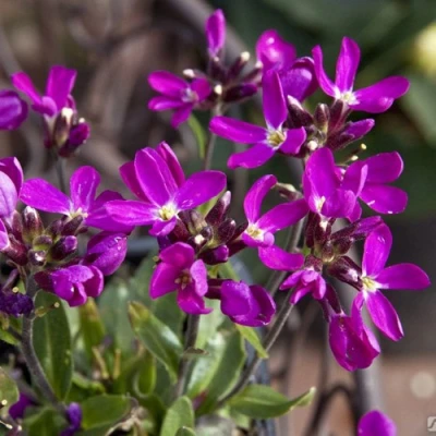 Арабис РОУЗ делайт в Владивостоке