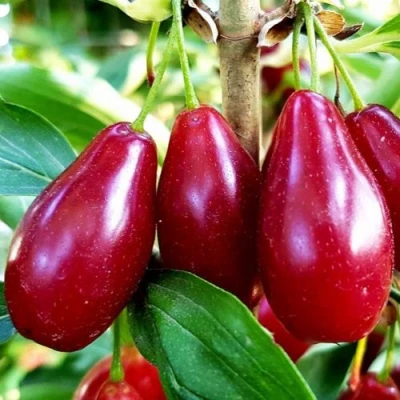 Кизил ВЛАДИМИРСКИЙ в Владивостоке