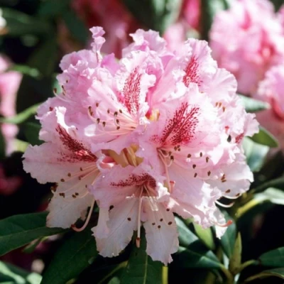 Рододендрон ЧИР в Владивостоке