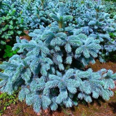 Ель СУПЕР БЛЮ СИДЛИНГ колючая в Владивостоке