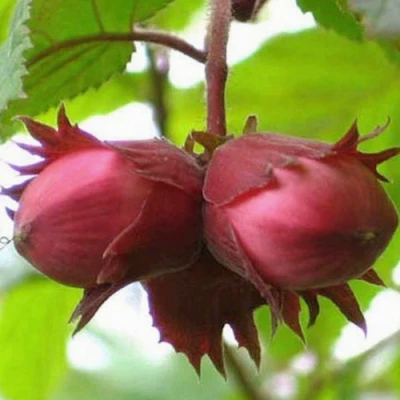 Фундук АЙВЕНГО в Владивостоке