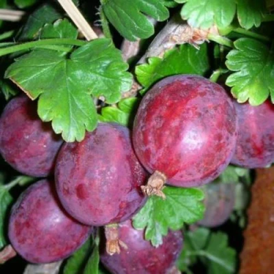 саженцы рыжовника колобок