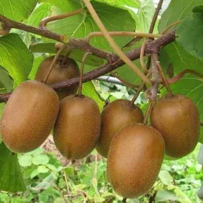 Актинидия ХЕЙВАРД деликатесная  в Владивостоке