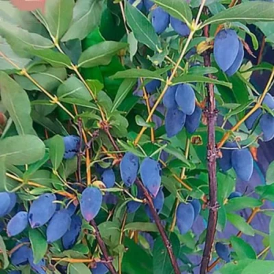 саженцы жимолости колин