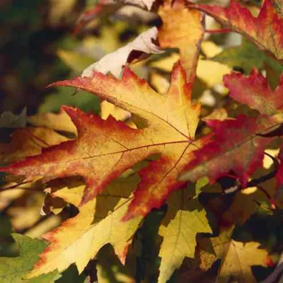 Клен серебристый в Владивостоке