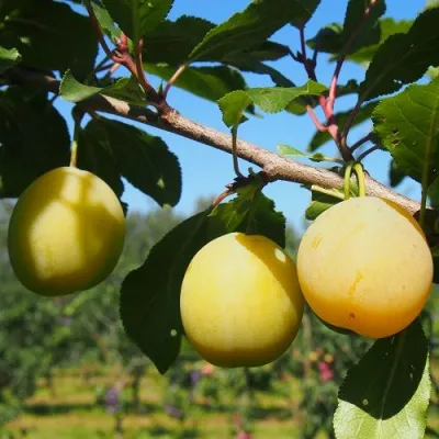 Слива ВАШИНГТОН в Владивостоке