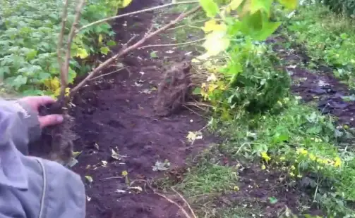 Превью видео