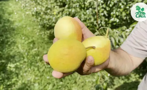 Превью видео