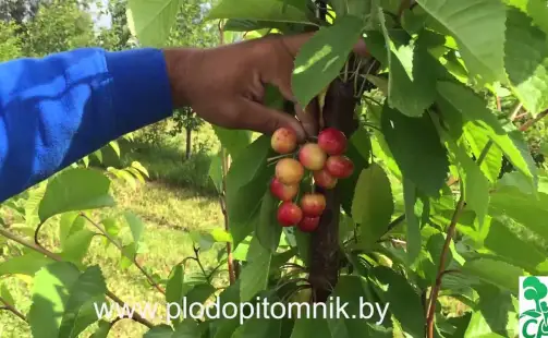 Превью видео