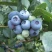 Голубика БЛЮЭТТА в Владивостоке