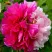 Пион ДВЕ СЕСТРЫ древовидный в Владивостоке