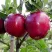 Яблоня РЕД ДЕЛИШЕС в Владивостоке
