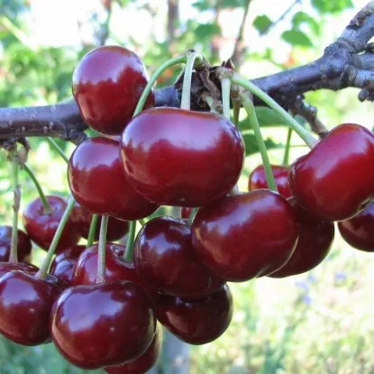 саженцы дюка (черевишни) саженцы дюка (черевишни)