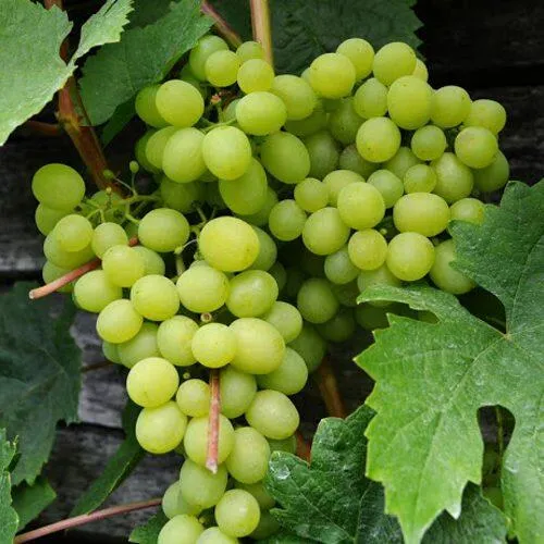 Виноград АЛЕШЕНЬКИН  Виноград АЛЕШЕНЬКИН в Владивостоке