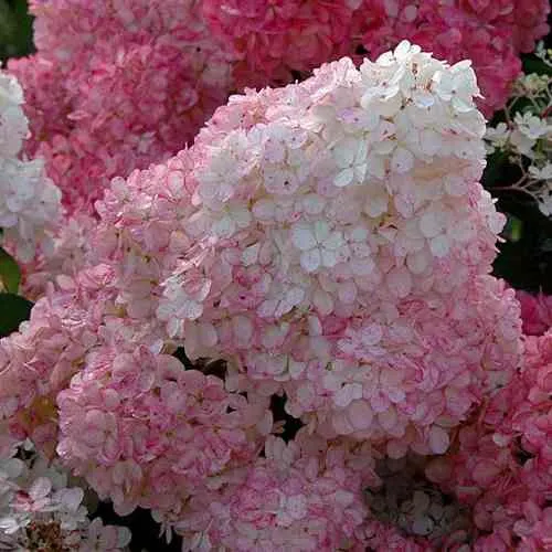 Гортензия САНДЕЙ ФРАЙЗ метельчатая  Гортензия САНДЕЙ ФРАЙЗ метельчатая в Владивостоке