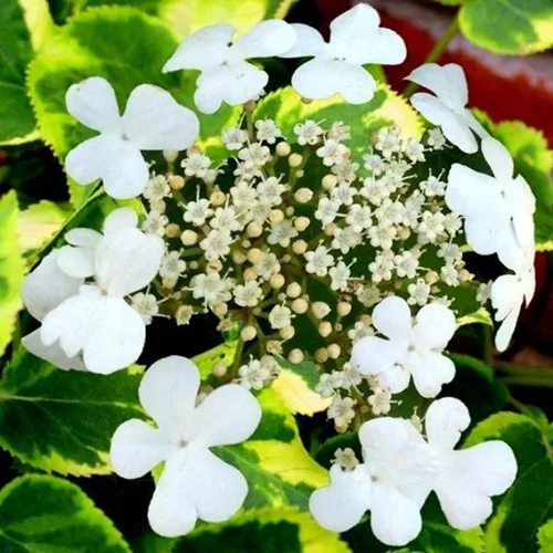 Гортензия МИРАНДА черешковая  Гортензия МИРАНДА черешковая в Владивостоке