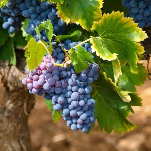 Виноград ЗИЛГА  Виноград ЗИЛГА в Владивостоке