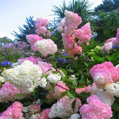 Гортензия ВАНИЛЛА ФРАЙЗ метельчатая  Гортензия ВАНИЛЛА ФРАЙЗ метельчатая в Владивостоке