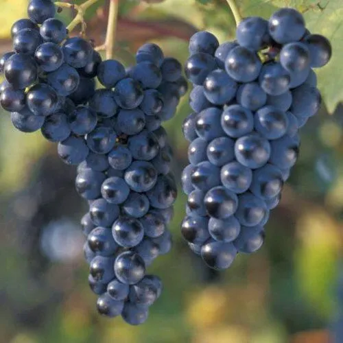 Виноград МАРКЕТТ  Виноград МАРКЕТТ в Владивостоке