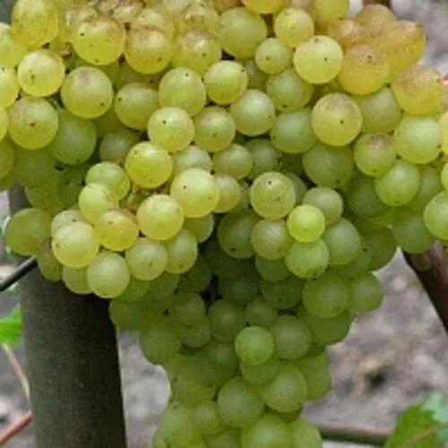 Виноград КИШМИШ 342  Виноград КИШМИШ 342 в Владивостоке