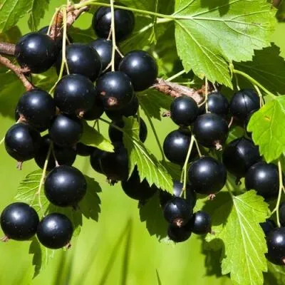 Саженцы смородины оптом  Саженцы смородины оптом в Владивостоке